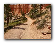 Bryce Canyon NP 43.jpg